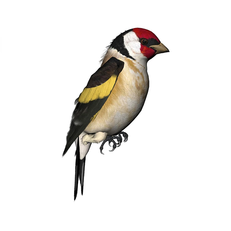 New Design for Tinsel Finches  - Weight Plate Bumper reseña y precio